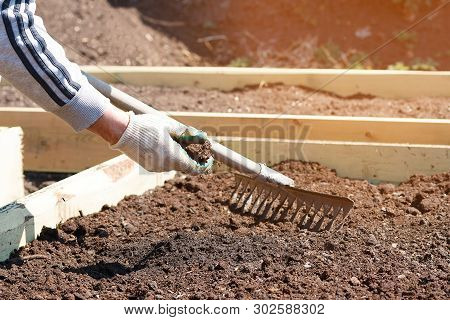 The Gardener Loosens The Earth With A Rake