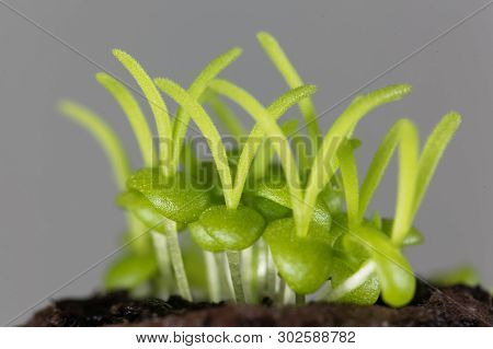 Seedlings Of Delosperma Bosseranum
