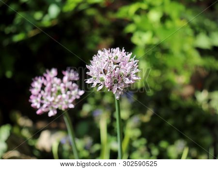 Allium Decipiens In Spring Garden. Growing Of Ornamental Bulbous Plants In The Garden .allium Decipi