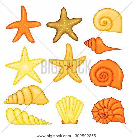 Colorful Tropical Shells Underwater Icon Set Frame Of Sea Shells, Vector Illustration.summer Concept