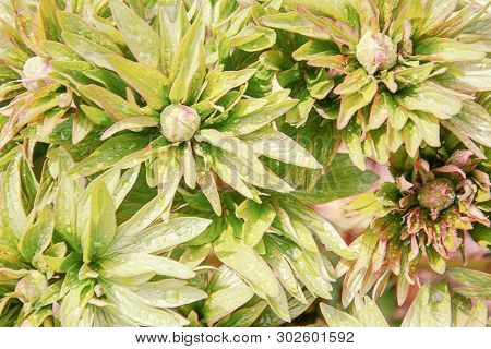 Top View Of Green Peony Leaves And Buds With Rain Drops.