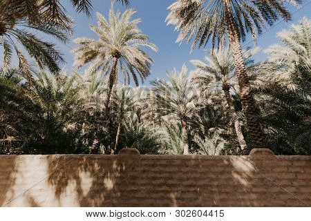 View Of The Unesco Enlisted Oasis In Al Ain, Uae