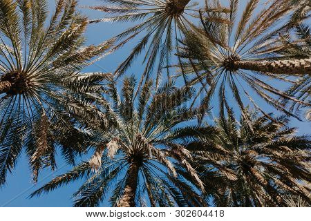 Palm Trees Against Blue Sky - Image