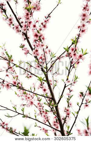 Springtide. The Trees Are Dissolved. Pink Flower On Trees