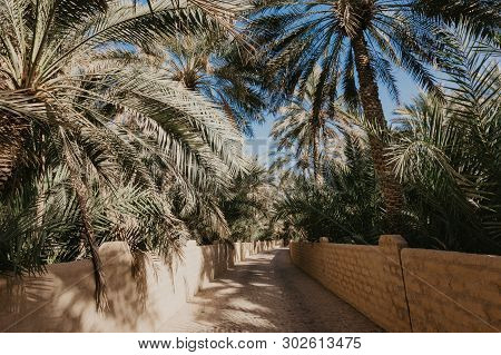 View Of The Unesco Enlisted Oasis In Al Ain, Uae