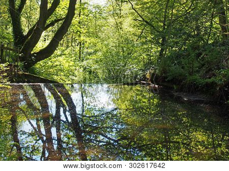 Forest Trees Reflected In A Calm River With Dense Tangled Vibrant Sunlit Green Summer Foliage In Cal