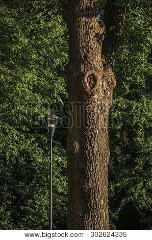 Leafy Tree Trunk And Street Lamp In A Park At Sunset In Tielt. Charming And Quiet Village In The Cou