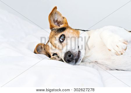 Closeup Portrait Of Cute Jack Russell Dog Laying In Bed And Tomfoolery On White Duvet In Bedroom, Se