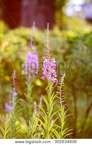 Blooming Sally, Willow Herb, Fireweed Medical Plant With Purple Flowers In Flowering Season Blooming