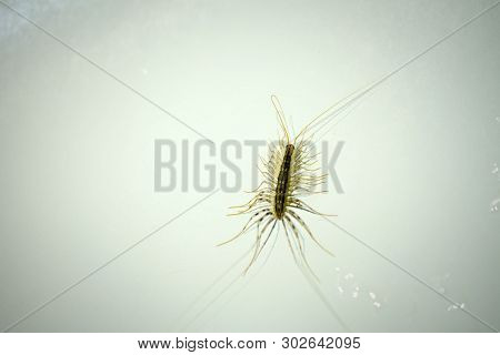 Scutigera coleoptrata. domestic insects. treatment of insect pest control concept