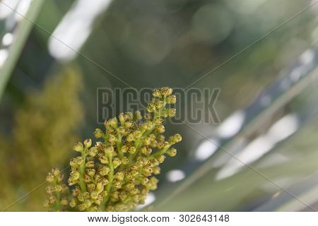 European Fan Palm Flowers Chamaerops Humilis,.