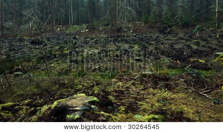 Forest Harvested