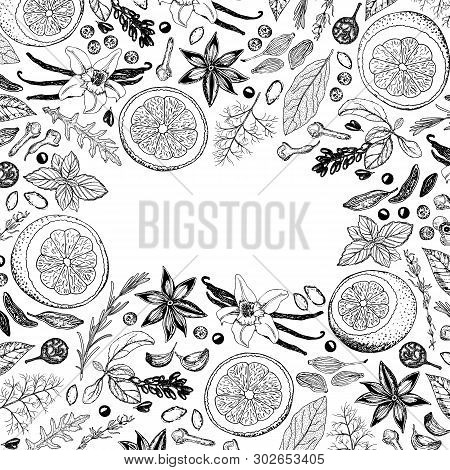 Vector Spices And Herbs Background. Hand Drawn Vanilla, Cinnamon, Anise, Barberry, Lemons, Garlic, R