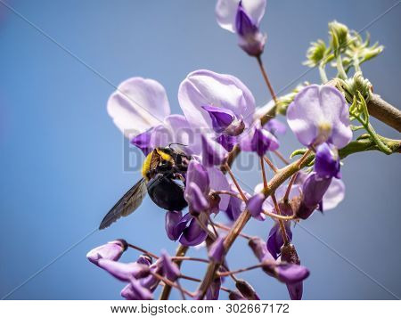 A Japanese Carpenter Bee, Xylocopa Appendiculata Circumvolans, Feeds From Flowering Trees In A Japan