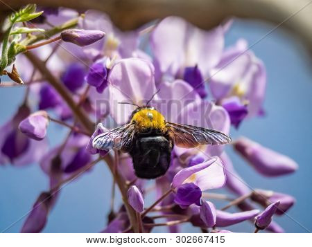 A Japanese Carpenter Bee, Xylocopa Appendiculata Circumvolans, Feeds From Flowering Trees In A Japan
