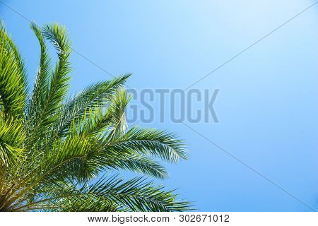 Palm Tree And Blue Sky Background Concept - Beautiful Palm Tree Leave With Blue Sky And Copy Space, 