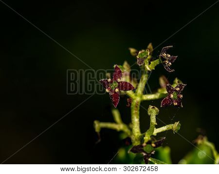 A Macro Photo Of Japanese Aucuba Blossoms, Aucuba Japonica, In Bloom. These Tiny Flowers Eventually 