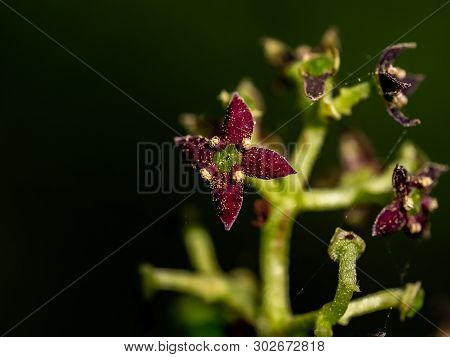 A Macro Photo Of Japanese Aucuba Blossoms, Aucuba Japonica, In Bloom. These Tiny Flowers Eventually 