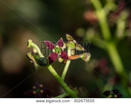 A Macro Photo Of Japanese Aucuba Blossoms, Aucuba Japonica, In Bloom. These Tiny Flowers Eventually 