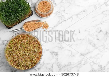 Flat Lay Composition With Growing Wheat Grass On Table, Space For Text