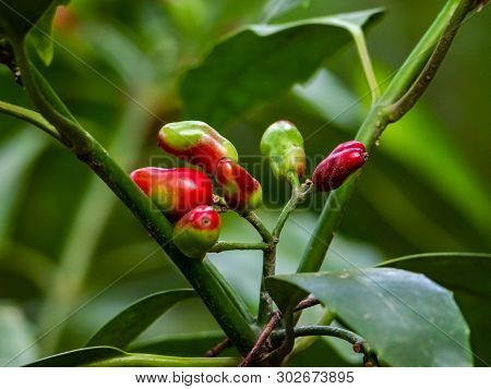 A Macro Photo Of Japanese Aucuba Berries, Aucuba Japonica. These Decorative Red Berries Are Often Av