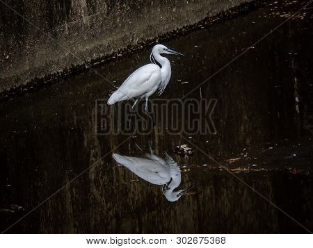 A Little Egret Is Reflected In The Calm Water Of A Shallow Japanese River As It Wades Looking For Fi