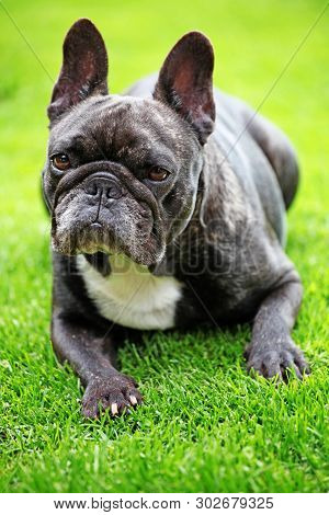 Black French Bulldog Portrait Garden Day Light