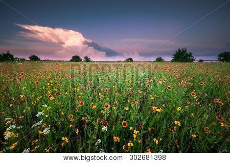 Texas Wildflower Field Under A Gorgeus Sky At Sunset