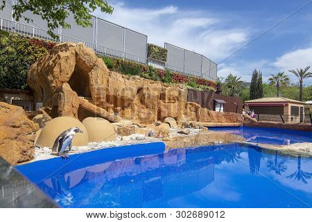 Penguins Rock Blue Water Pool Marineland