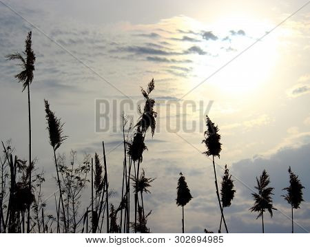Dark Silhouette Fluffy Reeds On Grey Evening Sky Background. Abstract Depressive Background