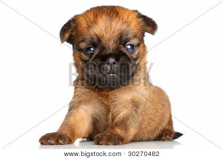 Griffon Bruxelles hvalp