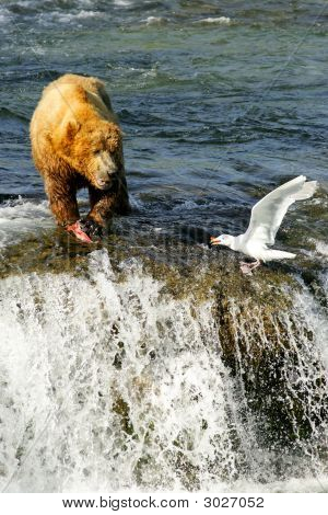 Grizzly Bears