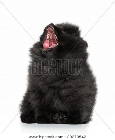 ชปิทซ์สุนัข Yawns