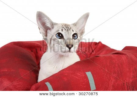 Oriental Blue Point Siamkatze