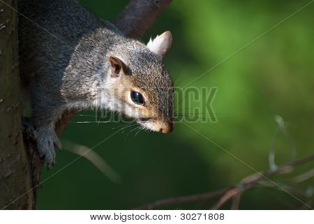 A Squirrel In Tree