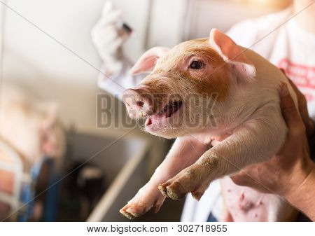 Veterinarian Giving Injection To Piglet