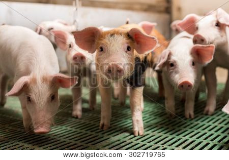 Piglets Playing In Barn