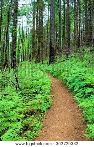 Pacific Crest Hiking Trail Surrounded By Pine Trees And Deciduous Plants Taken At A Temperate Forest