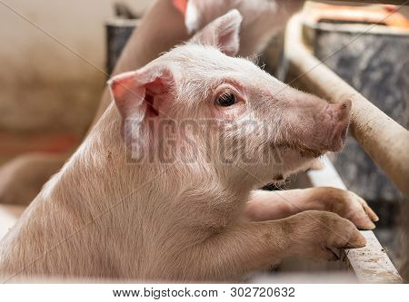 Piglet Standing On Fence