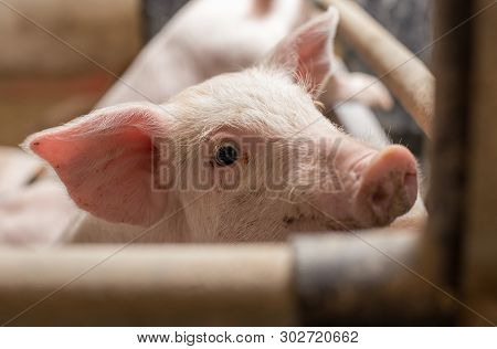 Close Up Of Piglet In Pigpen