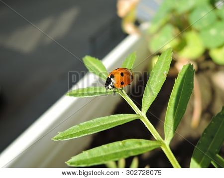 A Little Ladybug Crawling On A Green Leaf On A Sunny Day.