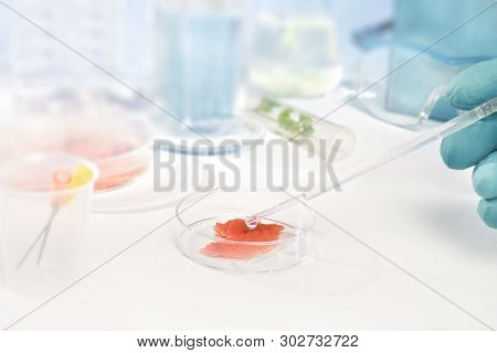 Close-up On Meat Cultured In Laboratory Conditions
