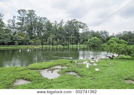 Sao Paulo Sp, Brazil - March 02, 2019: Ducks Near The Lake Of Ibirapuera Park At Sao Paulo Sp Brazil