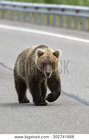 Hungry Wild Kamchatka Brown Bear Walking Along An Asphalt Road And Looks Ahead. Kamchatka Peninsula,