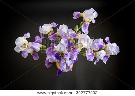 Beautiful Blue Fleuret- Iris. It Is On Black Background.