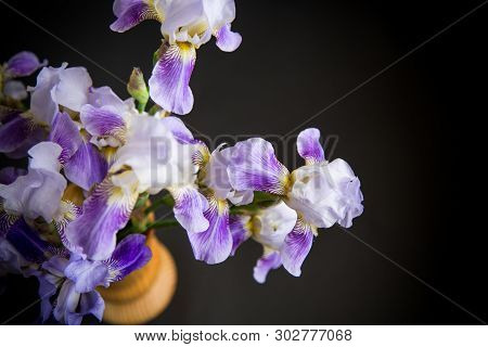Beautiful Blue Fleuret- Iris. It Is On Black Background.