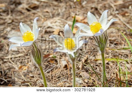 Beautiful Spring Purple Flower Pulsatilla Grows In The Forest At Spring Day. Pulsatlla Pratnsis. Pur