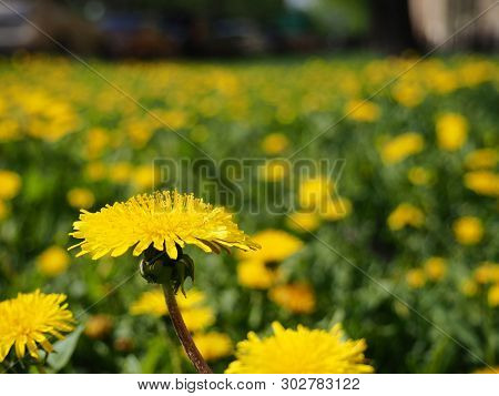 Yellow Dandelions. Bright Flowers Dandelions On Background Of Green Spring Meadows.