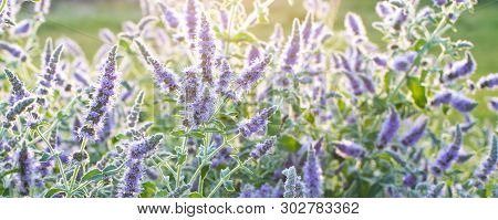 Nature Ecological Background. Blossoming Purple Wild Majoram Flowers Lightened By Sunset Sun Rays Ba