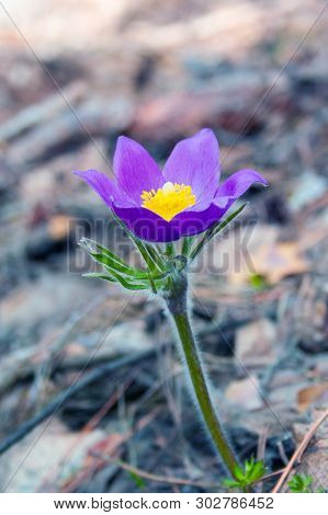 Beautiful Spring Purple Flower Pulsatilla Grows In The Forest At Spring Day. Pulsatlla Pratnsis. Pur